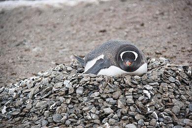 任天堂第三季度财报：Switch累计销量超1.03亿