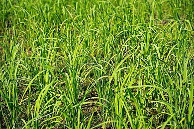 《海绵宝宝：宇宙摇摆》发布新预告 小朋友们都说好